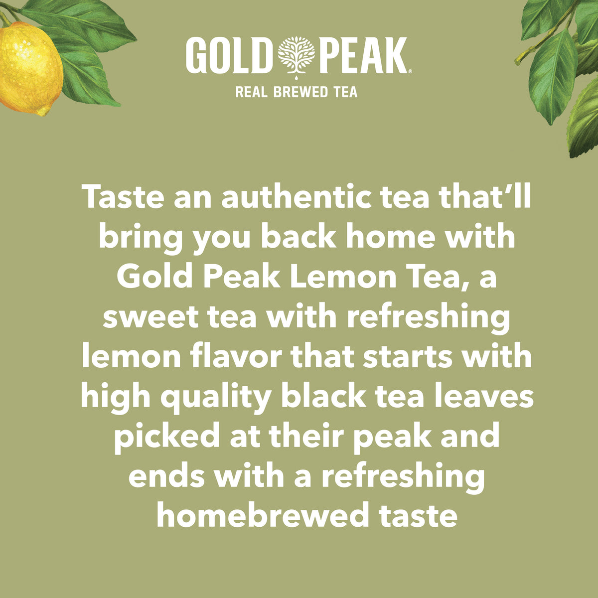 18.5 fl oz Sweetened Iced Tea Drink W801261