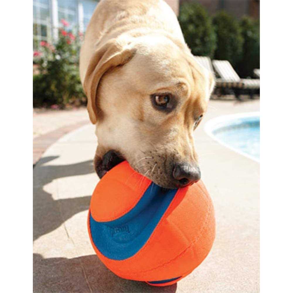 Dog Toy U128895