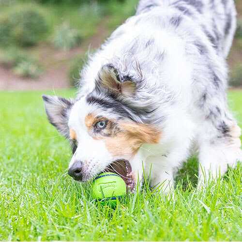 Sniff Fetch Ball Dog Toy H64544