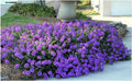 50 Groundcover Seeds Creeping Perennial Purple Flower C7516