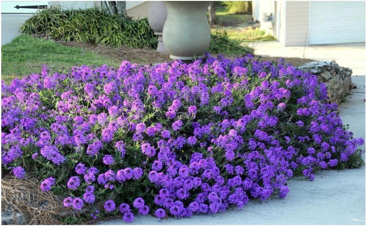 50 Groundcover Seeds Creeping Perennial Purple Flower C7516